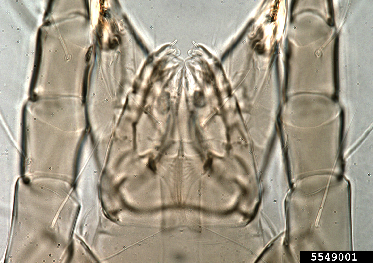 mold mite (Tyrophagus putrescentiae)