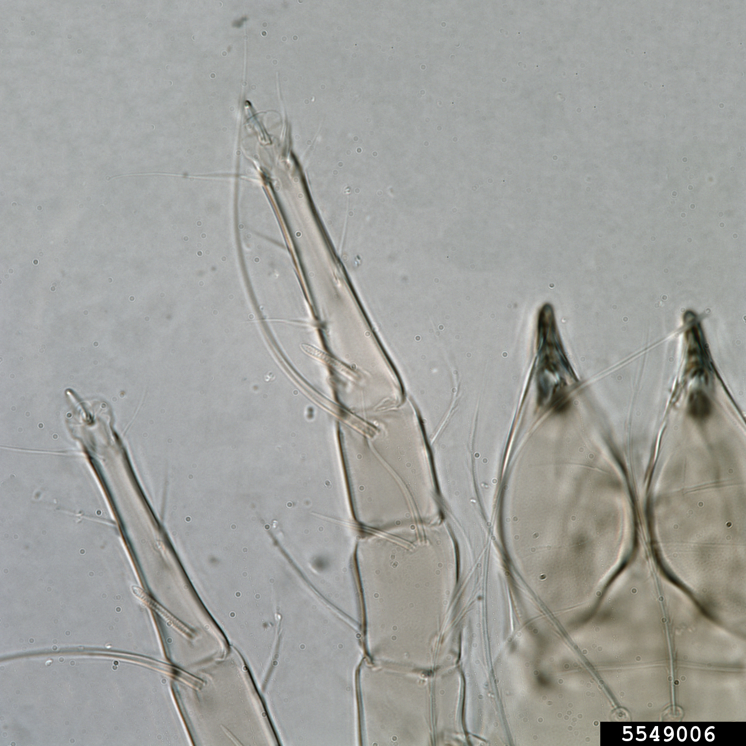 mold mite (Tyrophagus putrescentiae)