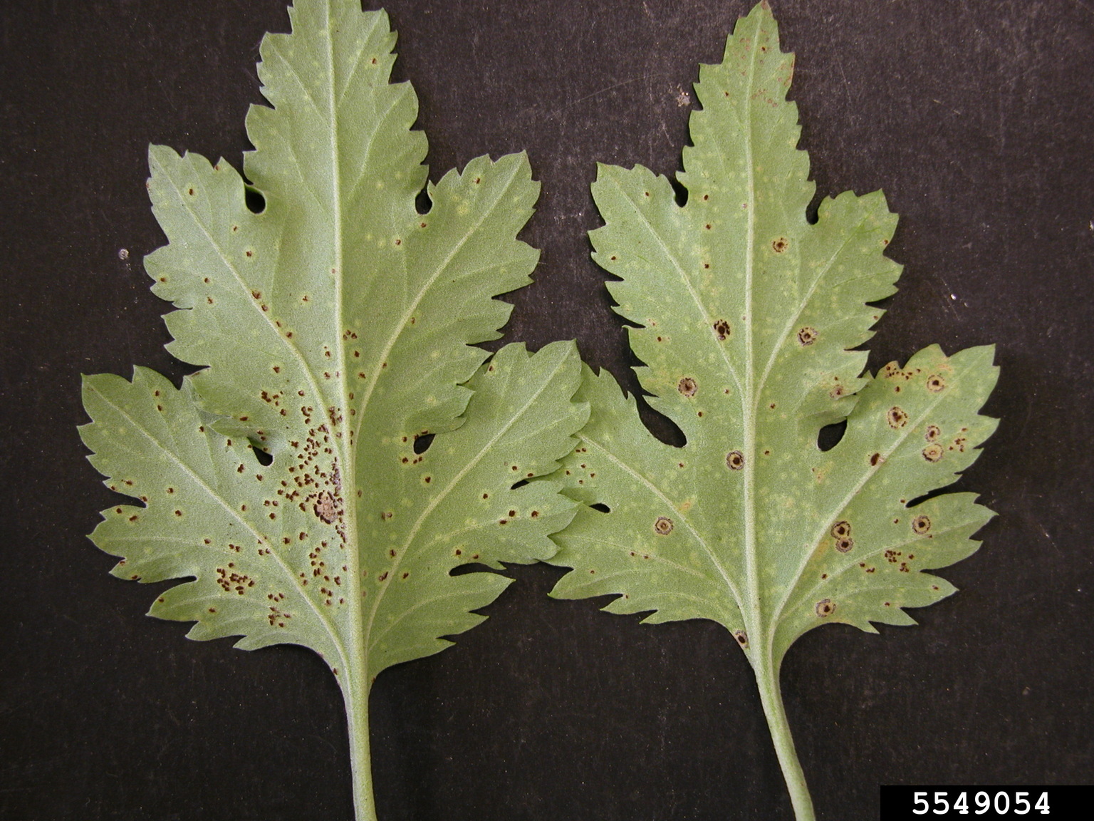 brown rust (Puccinia chrysanthemi)