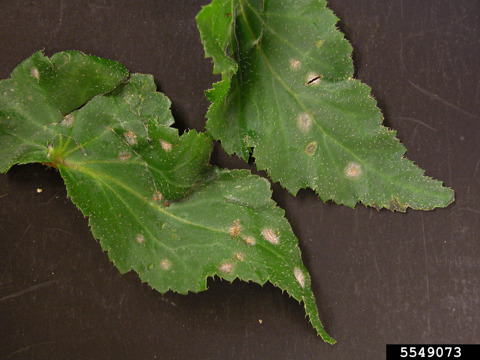 powdery mildew (Erysiphe cichoracearum)
