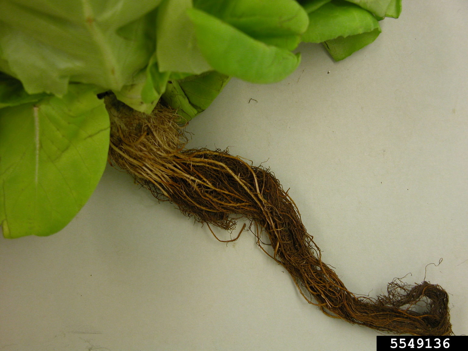 Pythium diseases (Genus Pythium)