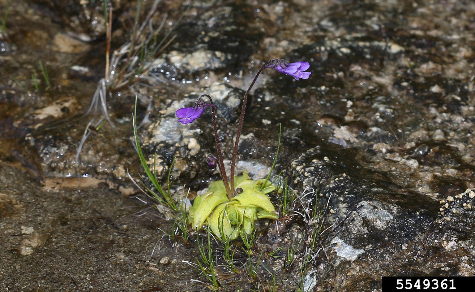 common butterwort (Pinguicula vulgaris)