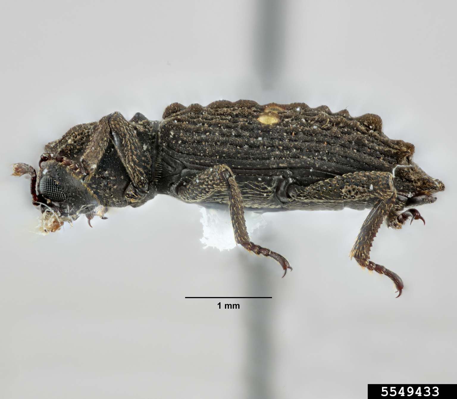 beetle (Lithophorus ornatus Arrow)