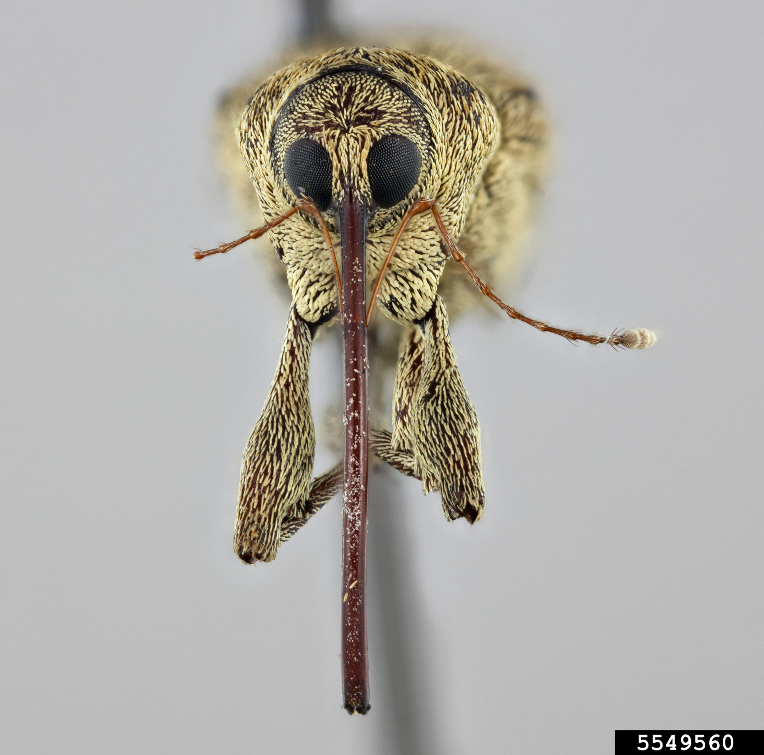 Pecan weevil (Curculio fulvus)