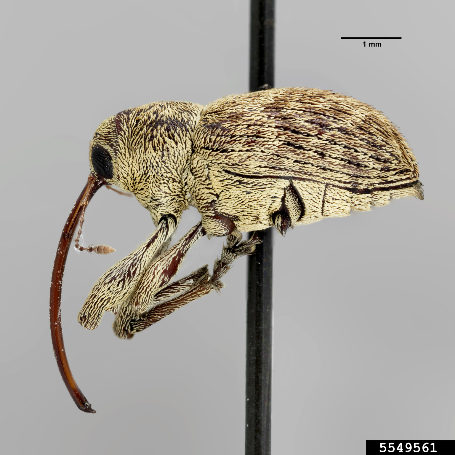 Pecan weevil (Curculio fulvus)