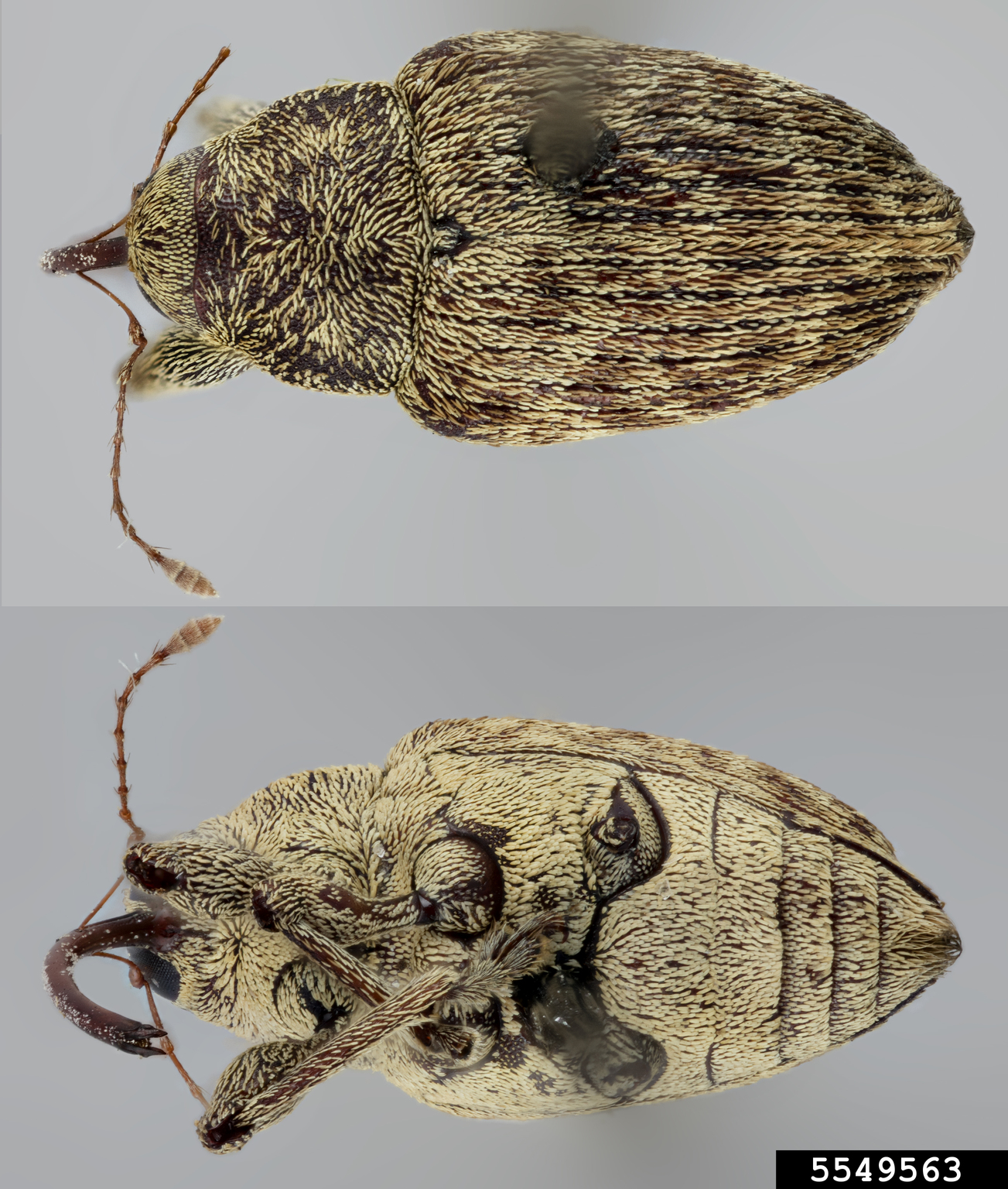 Pecan weevil (Curculio fulvus)