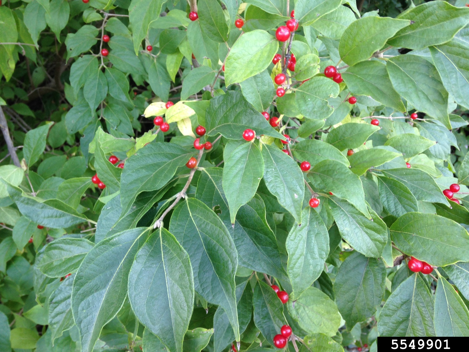 bush honeysuckles (exotic) (Genus Lonicera)