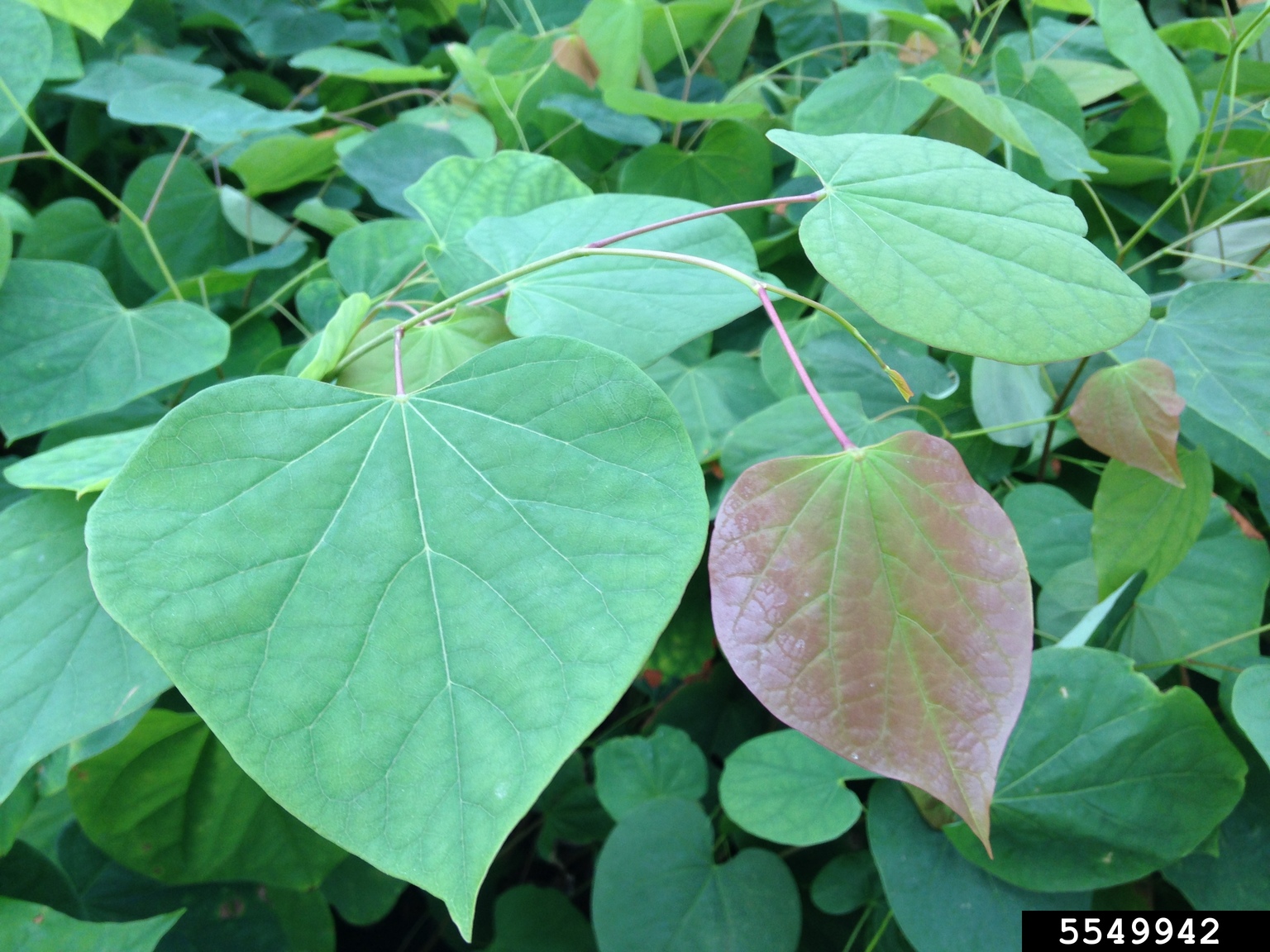 eastern redbud (Cercis canadensis)