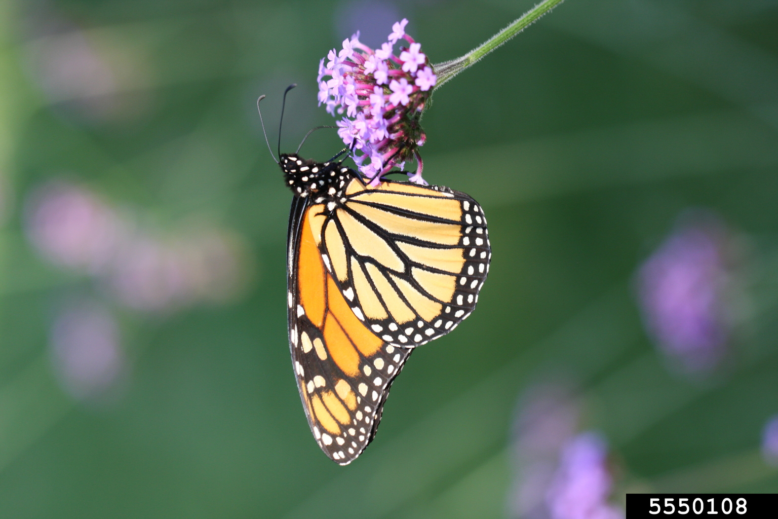 monarch butterfly (Danaus plexippus)