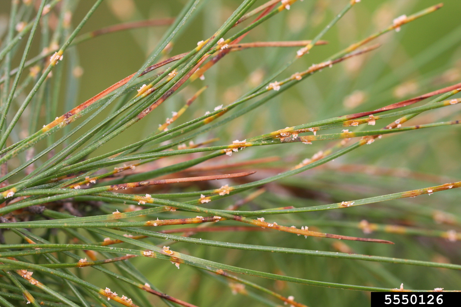 pine needle rusts (Genus Coleosporium)