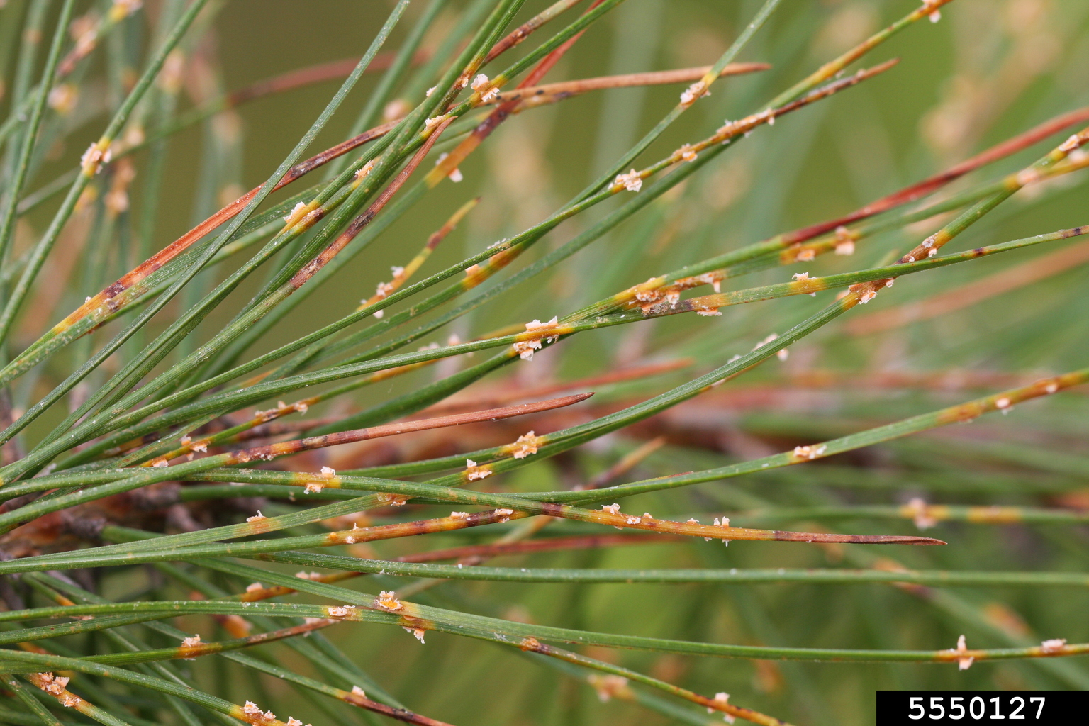 pine needle rusts (Genus Coleosporium Lev)