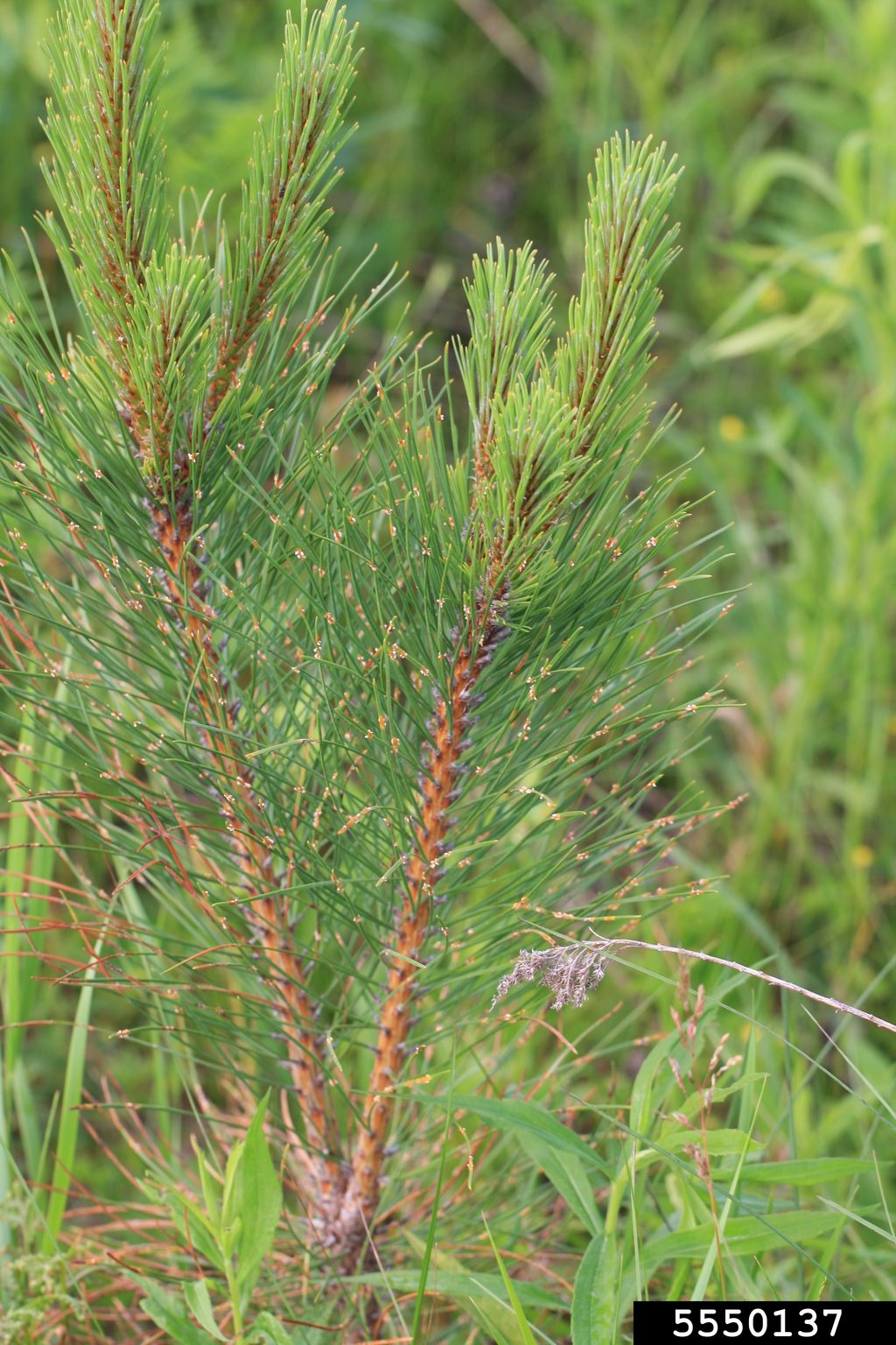 pine needle rusts (Genus Coleosporium)