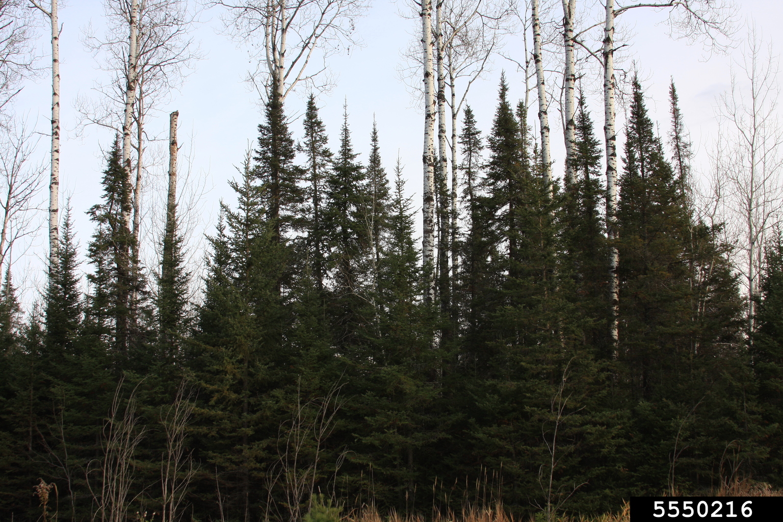 balsam fir (Abies balsamea)