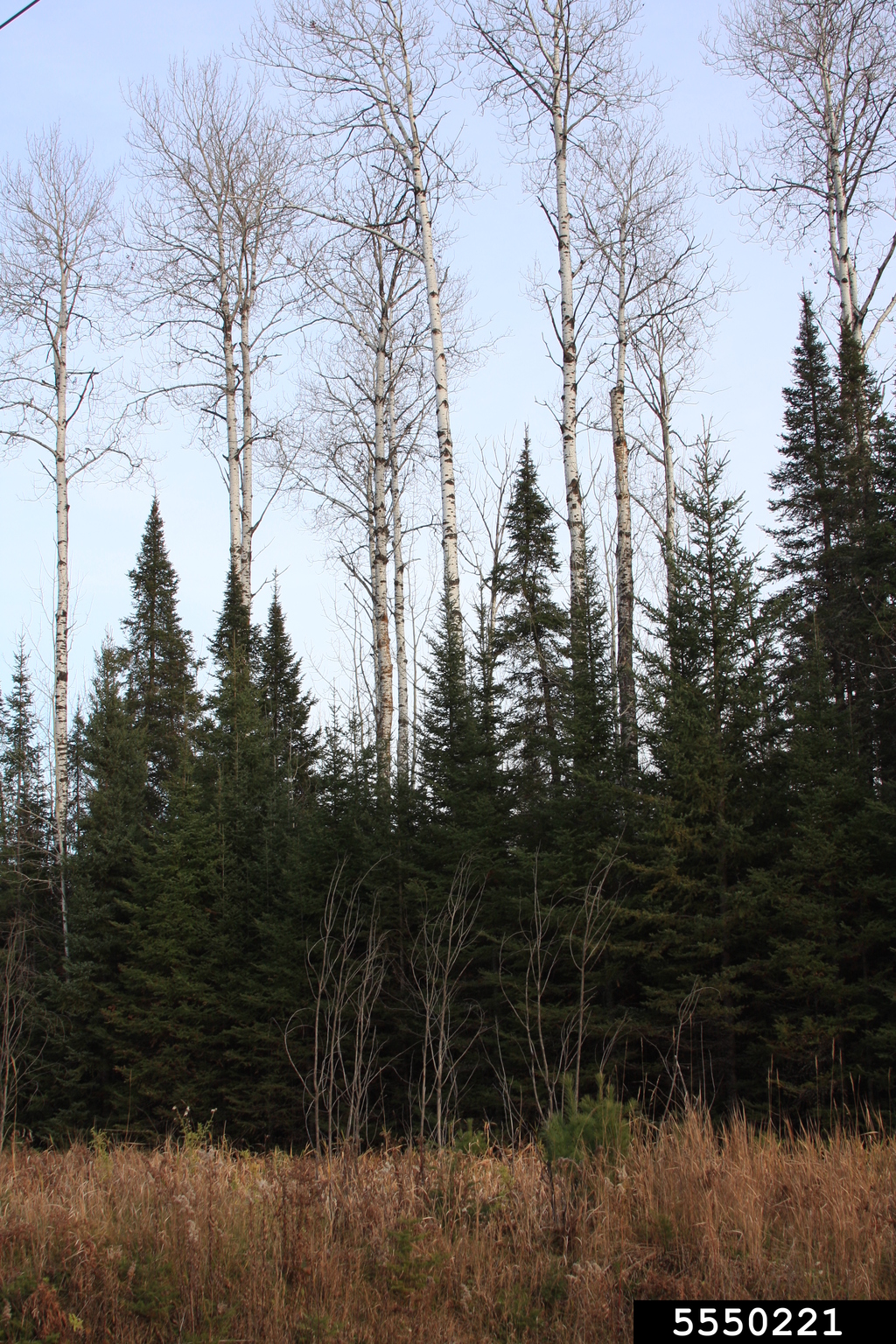 balsam fir (Abies balsamea)