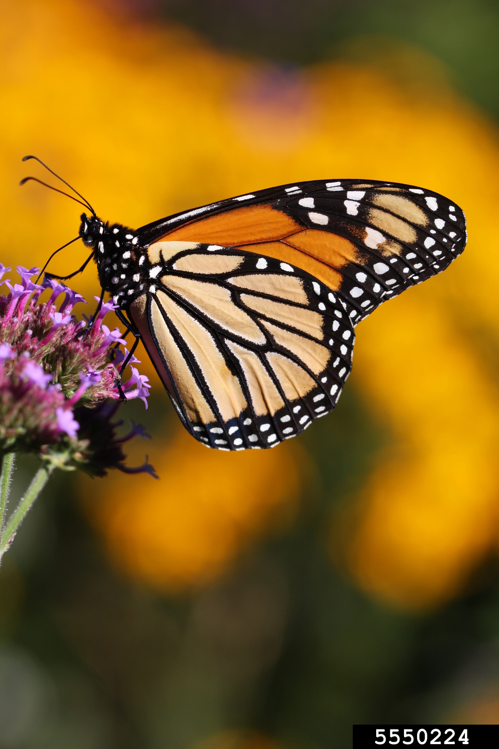 monarch butterfly (Danaus plexippus)