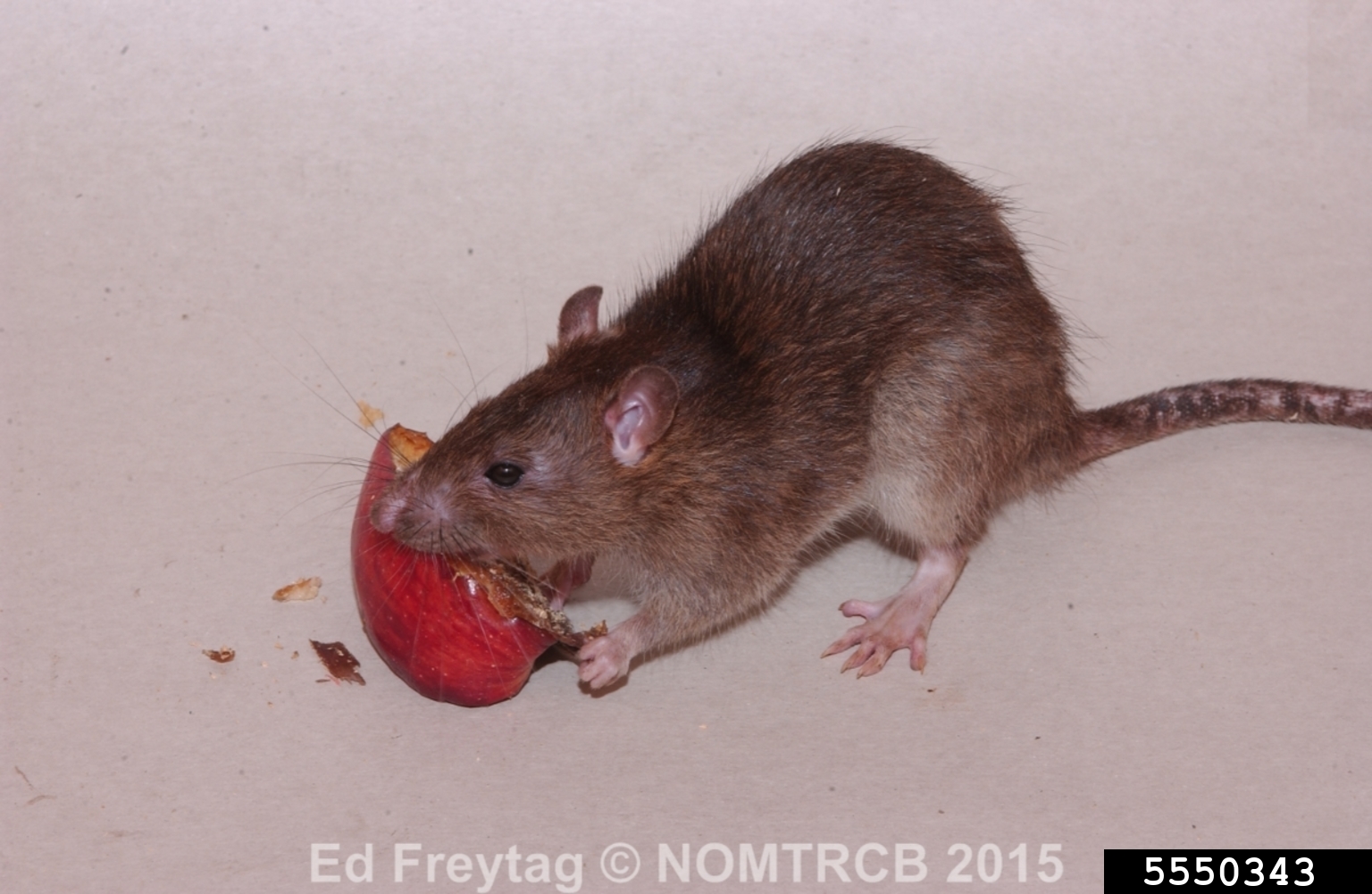 Norway rat (Rattus norvegicus)