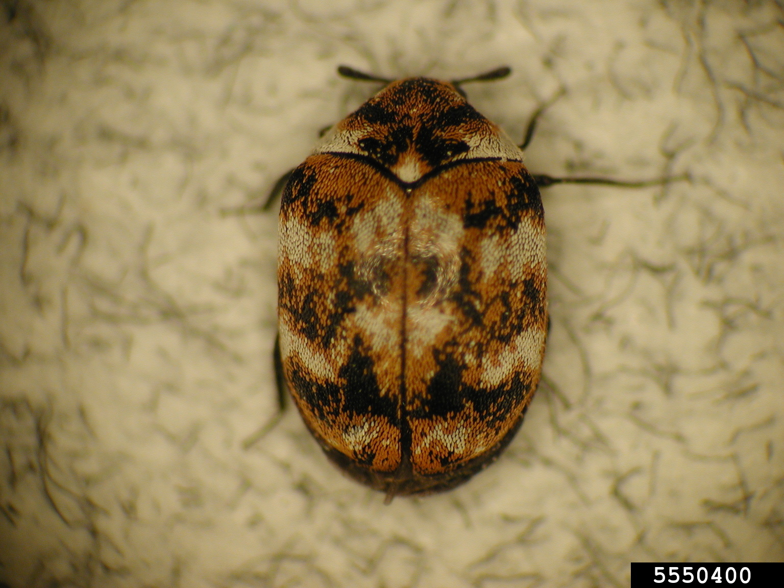 carpet beetles (Genus Anthrenus)