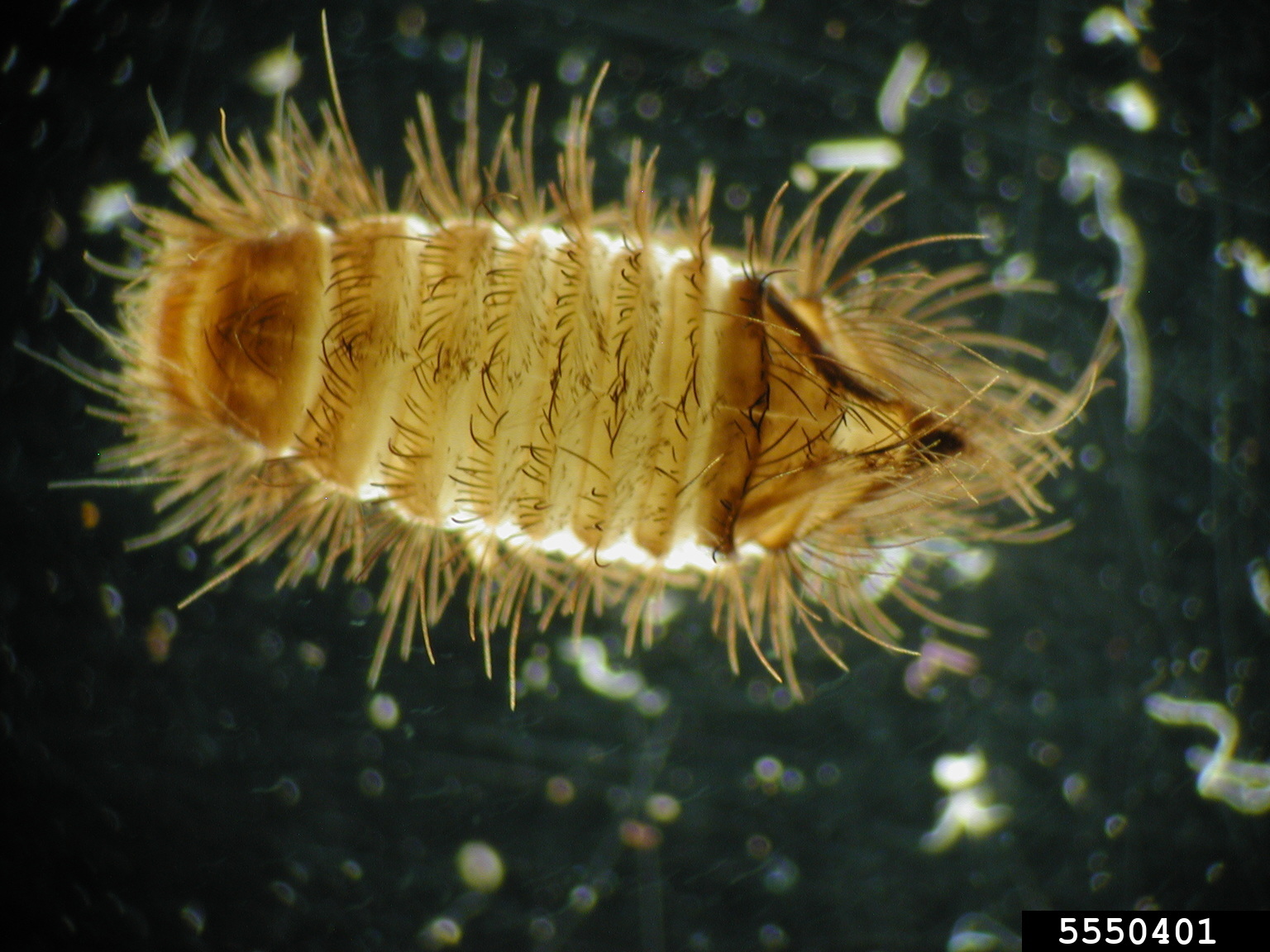 carpet beetles (Genus Anthrenus)