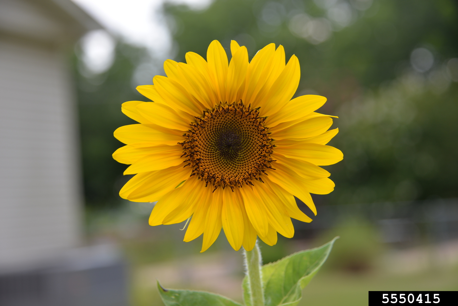 giant sunflower (Helianthus giganteus)