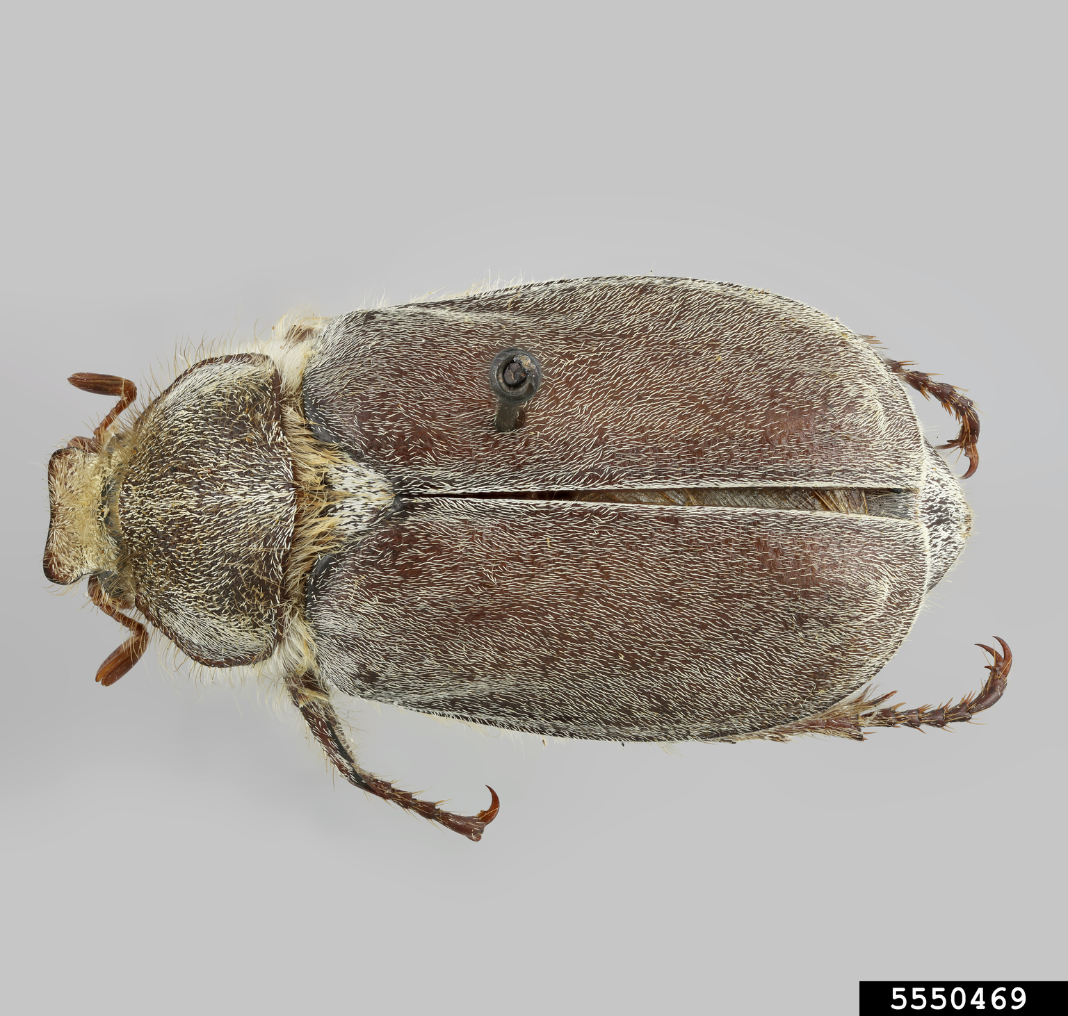 dusty june beetle (Amblonoxia palpalis (Horn))