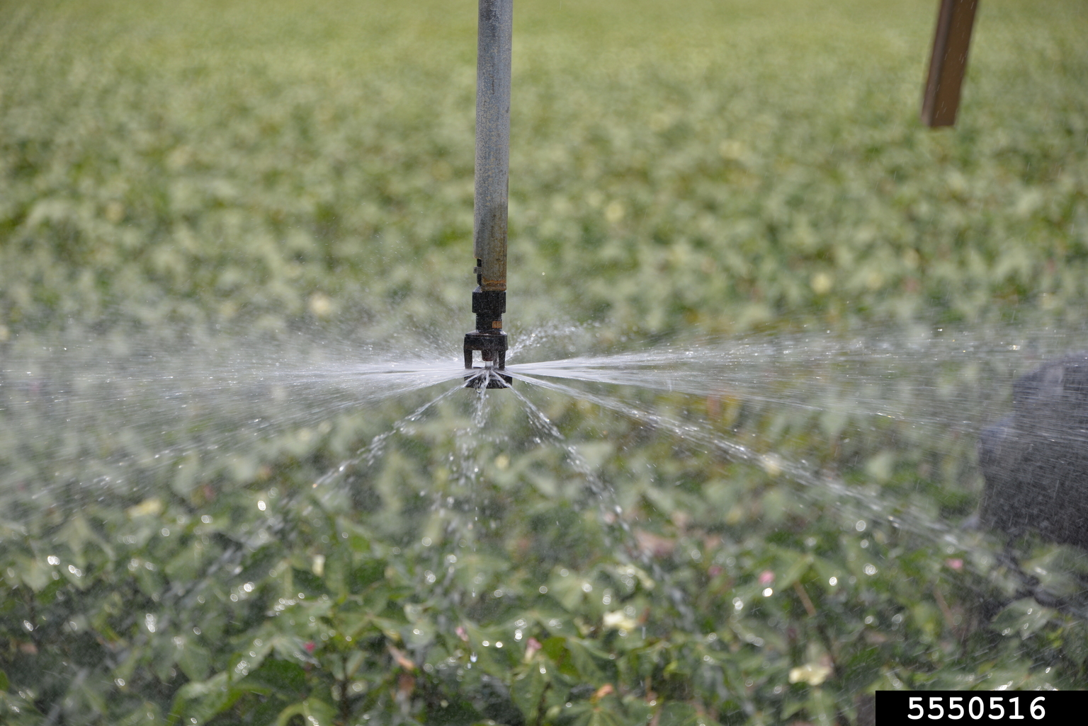 irrigation