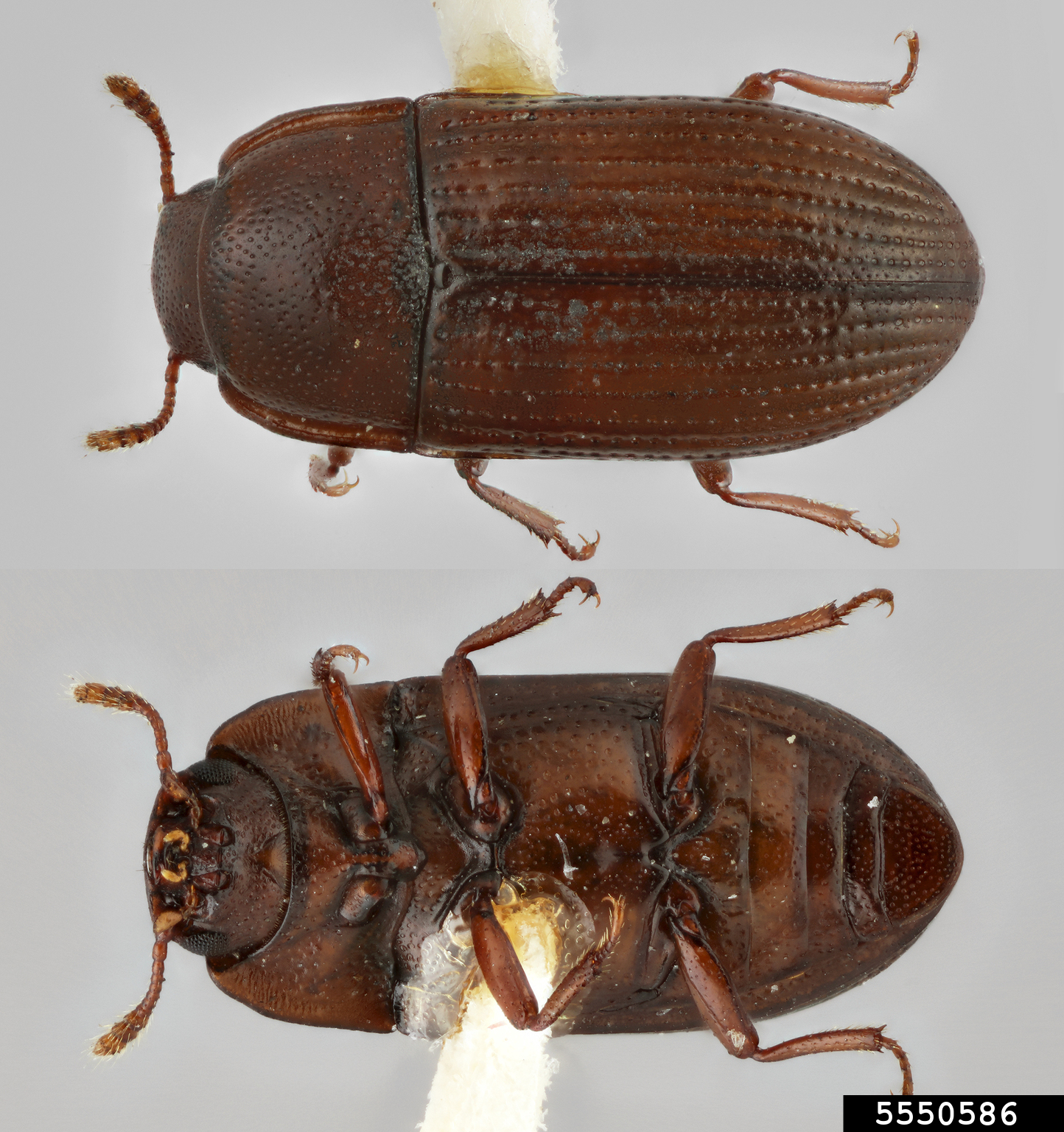 darkling beetle (Clamoris americana)