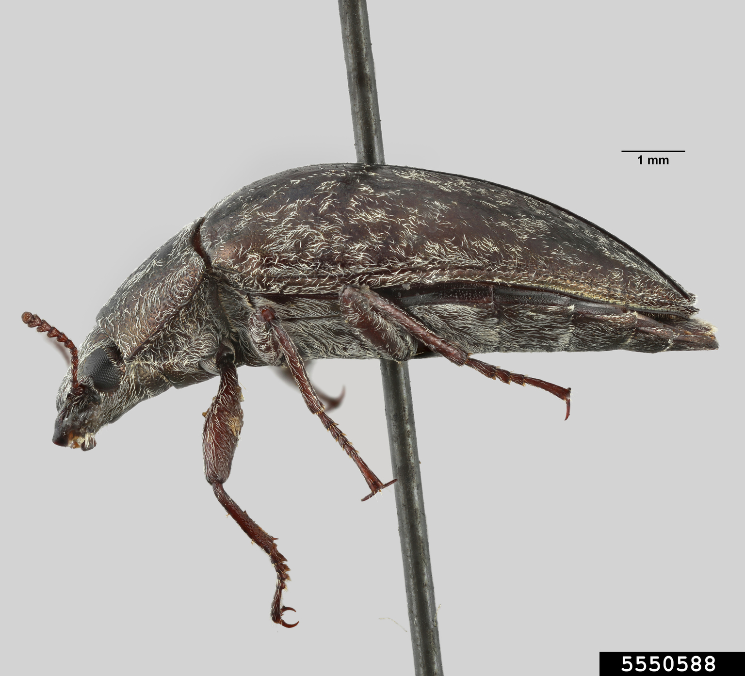 darkling beetle (Cyrtomius dentiger)