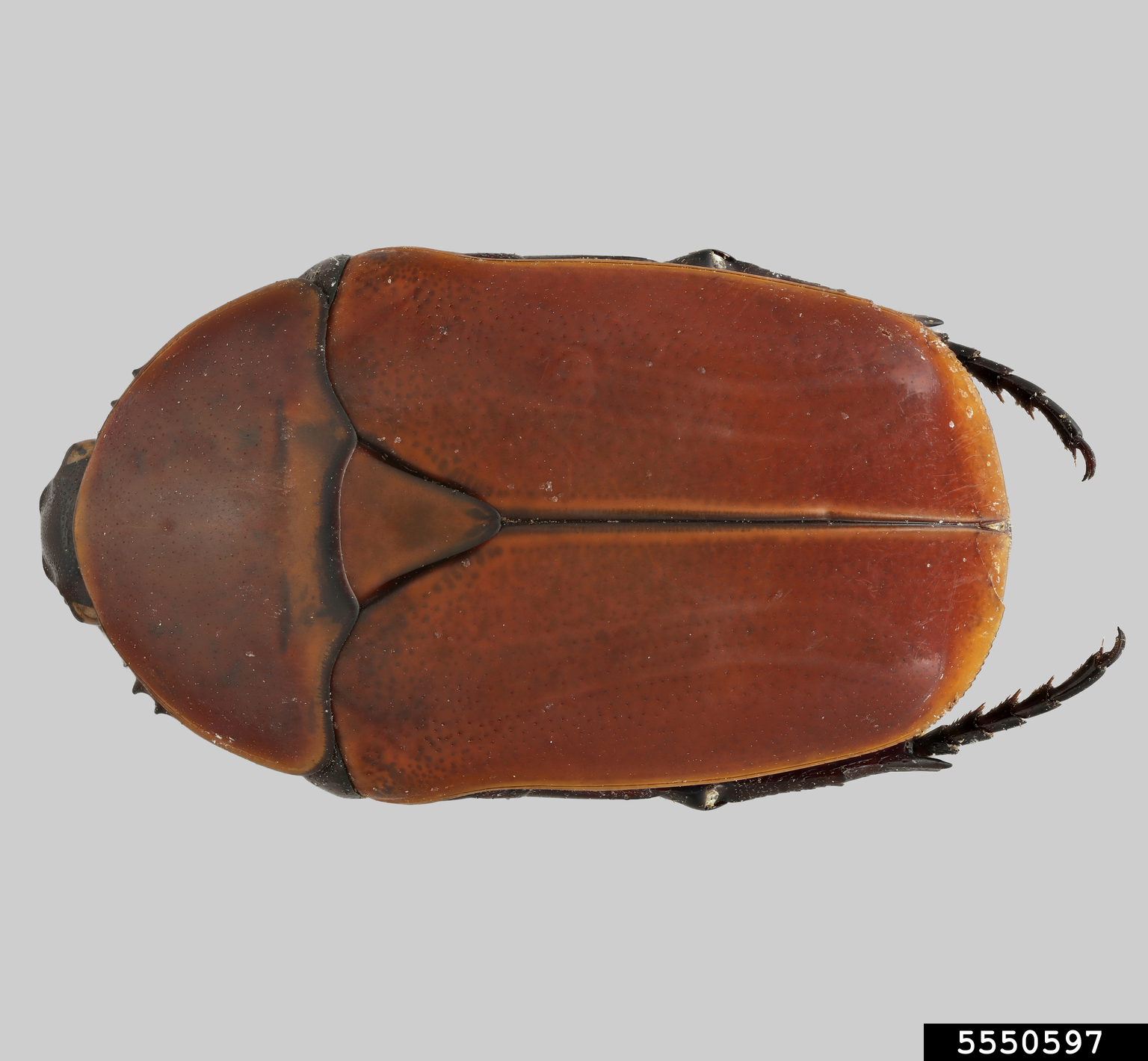 sun beetle (Pachnoda marginata (Drury))