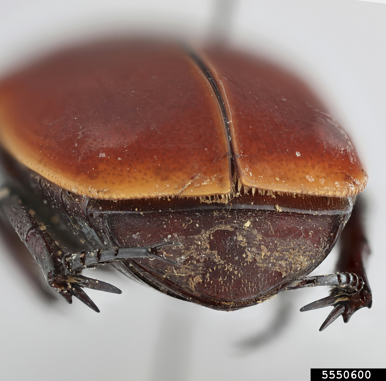 sun beetle (Pachnoda marginata (Drury))