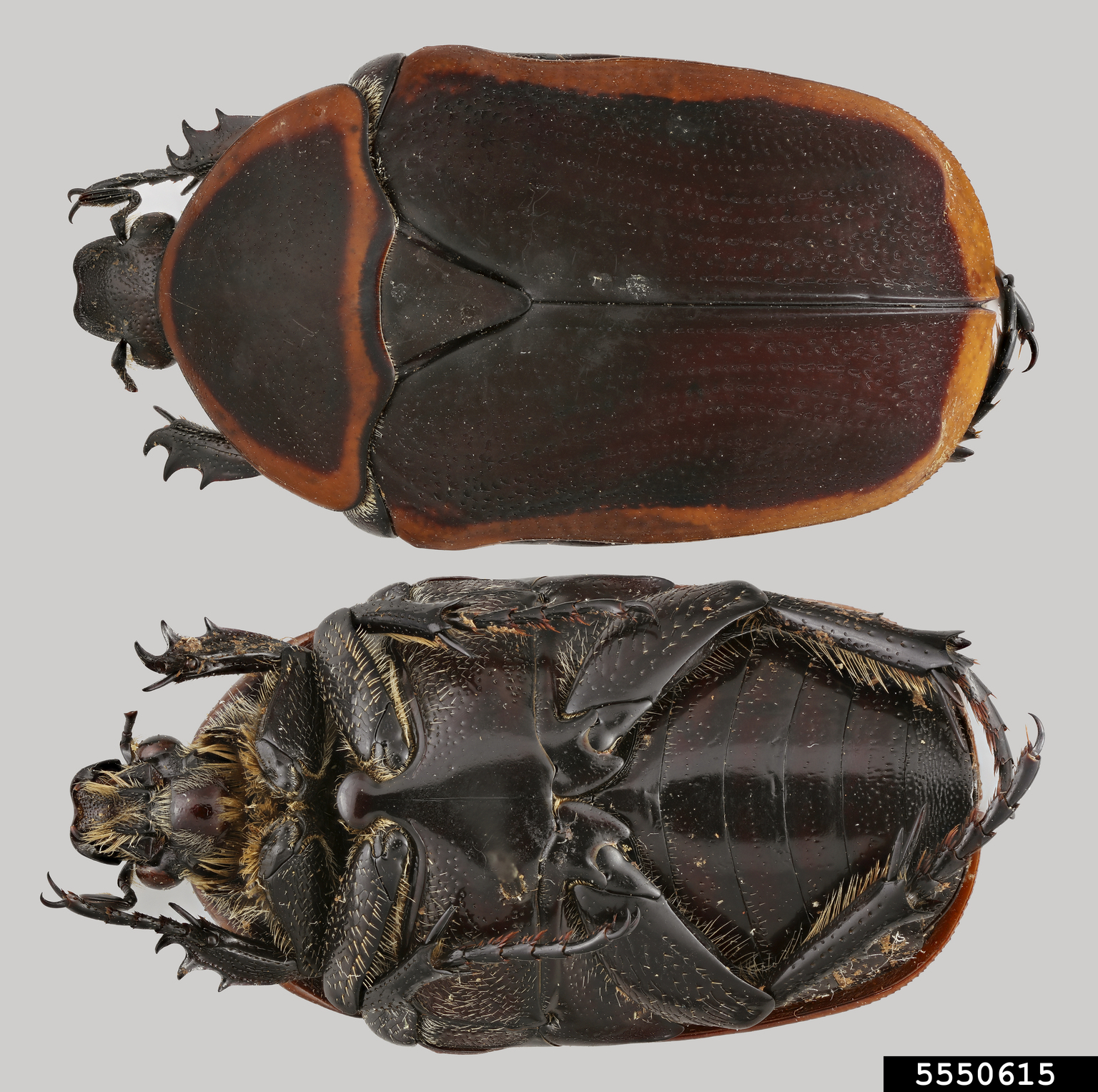 sun beetle (Pachnoda marginata)
