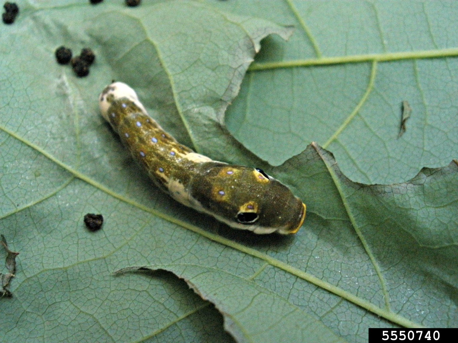 spicebush swallowtail (Papilio troilus)