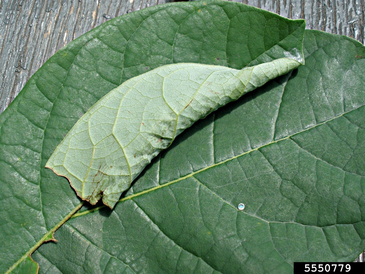 spicebush swallowtail (Papilio troilus)