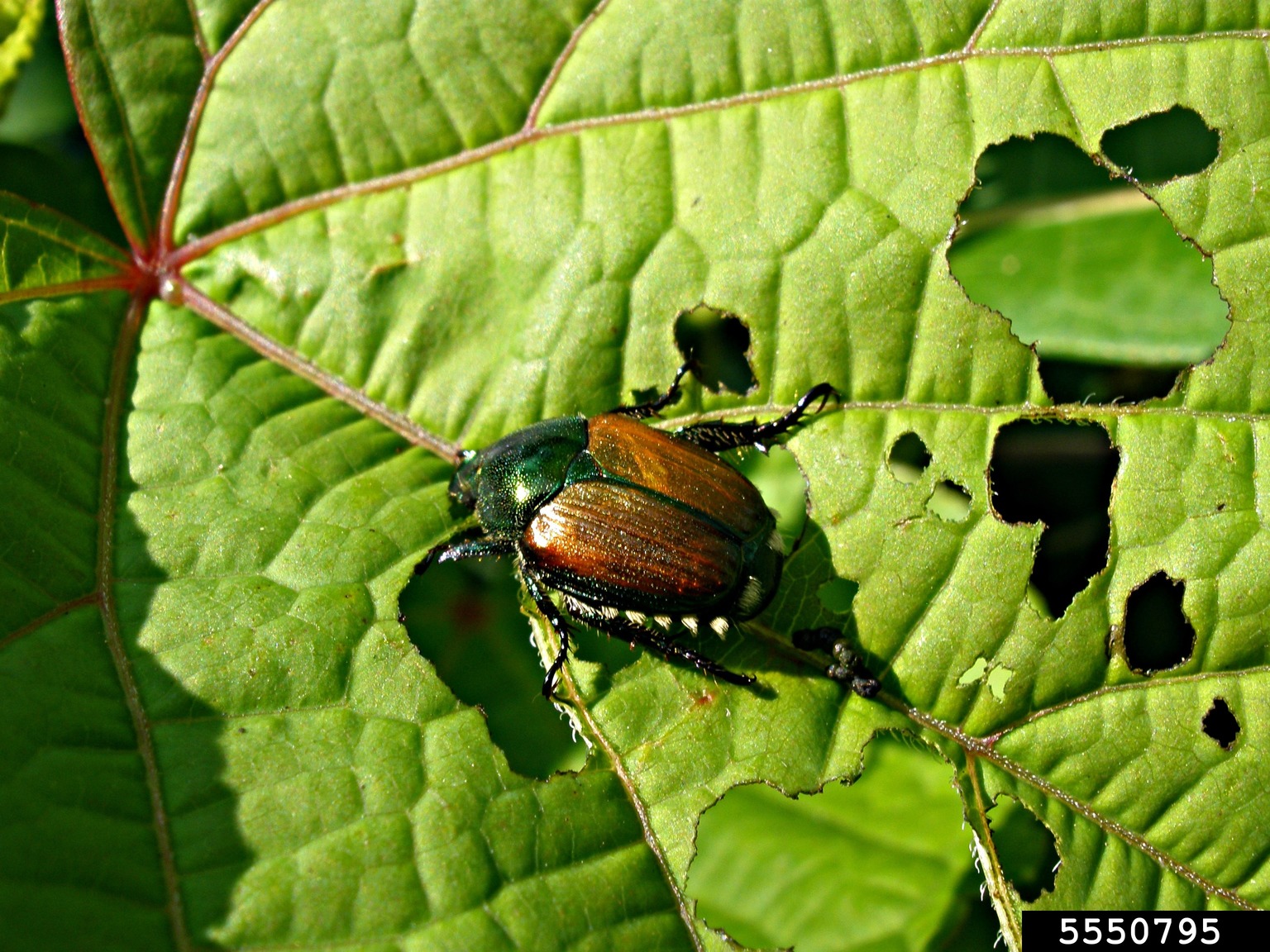 Japanese beetle (Popillia japonica)