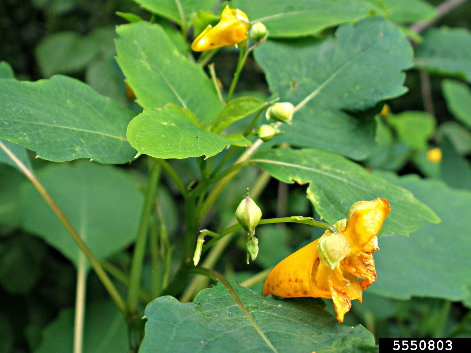 jewelweed (Impatiens capensis Meerb.)