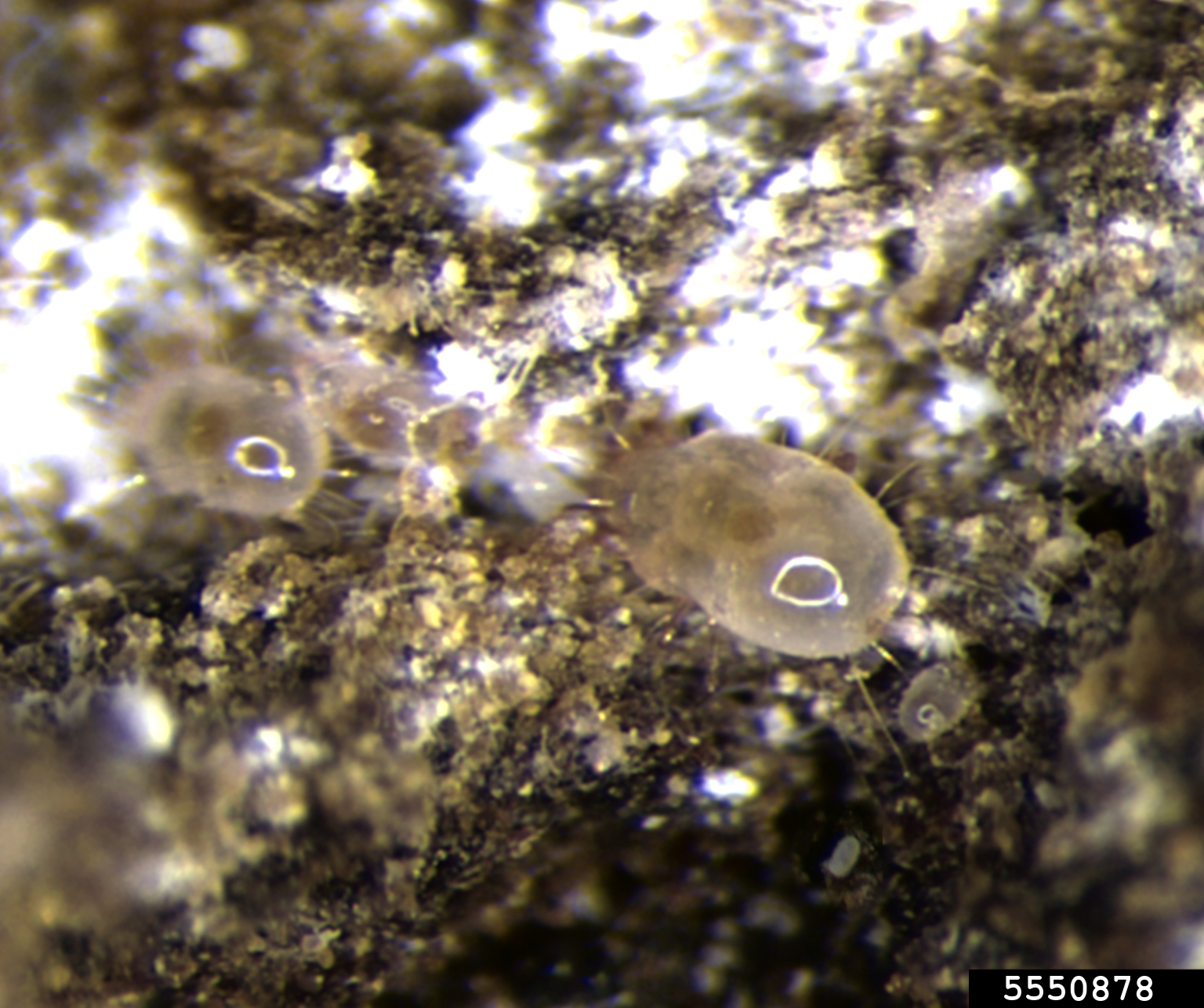 mold mite (Tyrophagus putrescentiae)