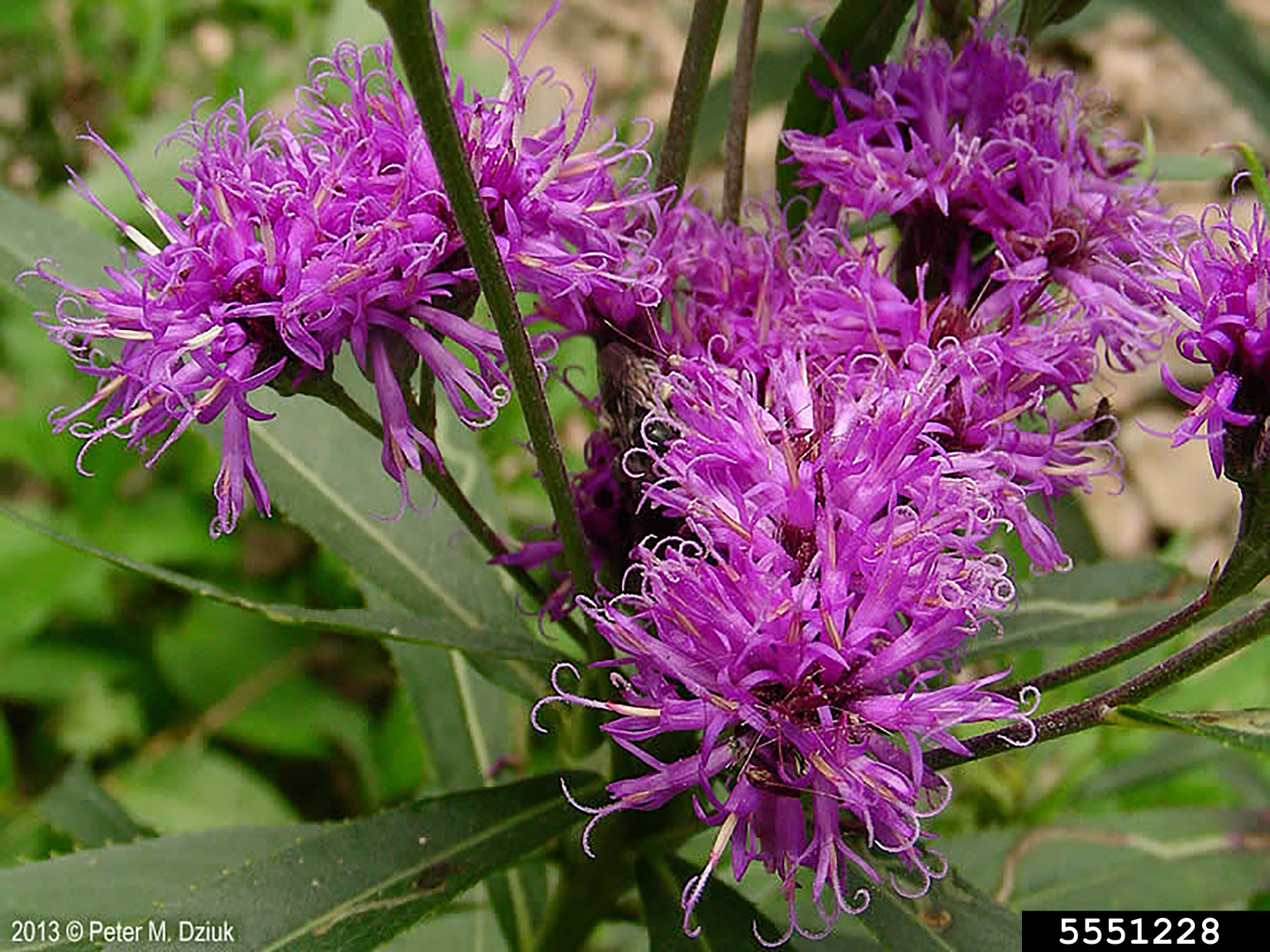 prairie ironweed (Vernonia fasciculata)