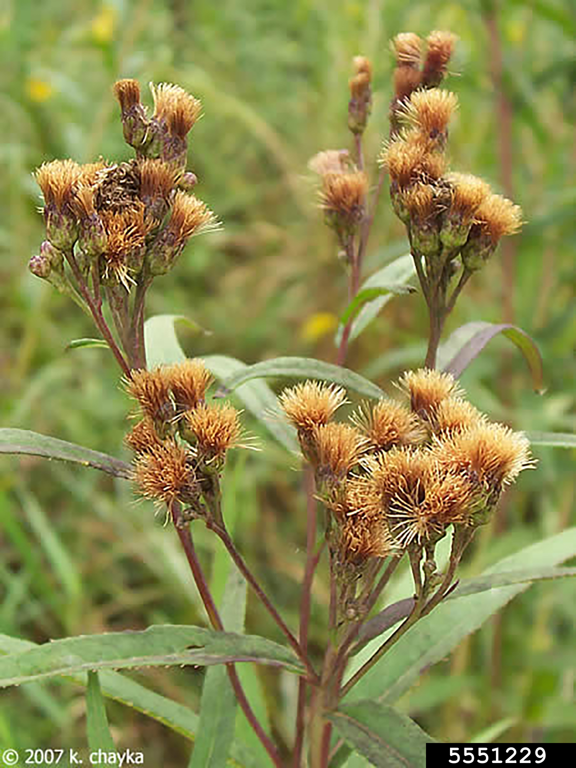 prairie ironweed (Vernonia fasciculata)