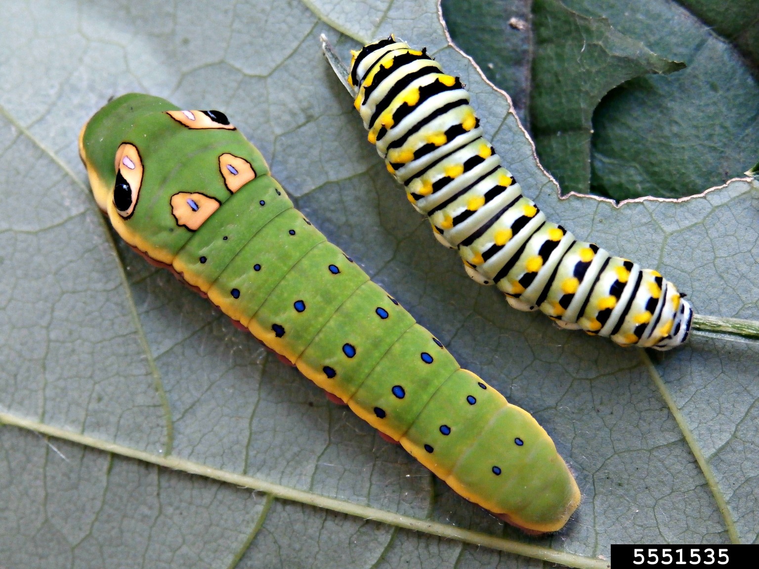 swallowtail butterflies (Genus Papilio)