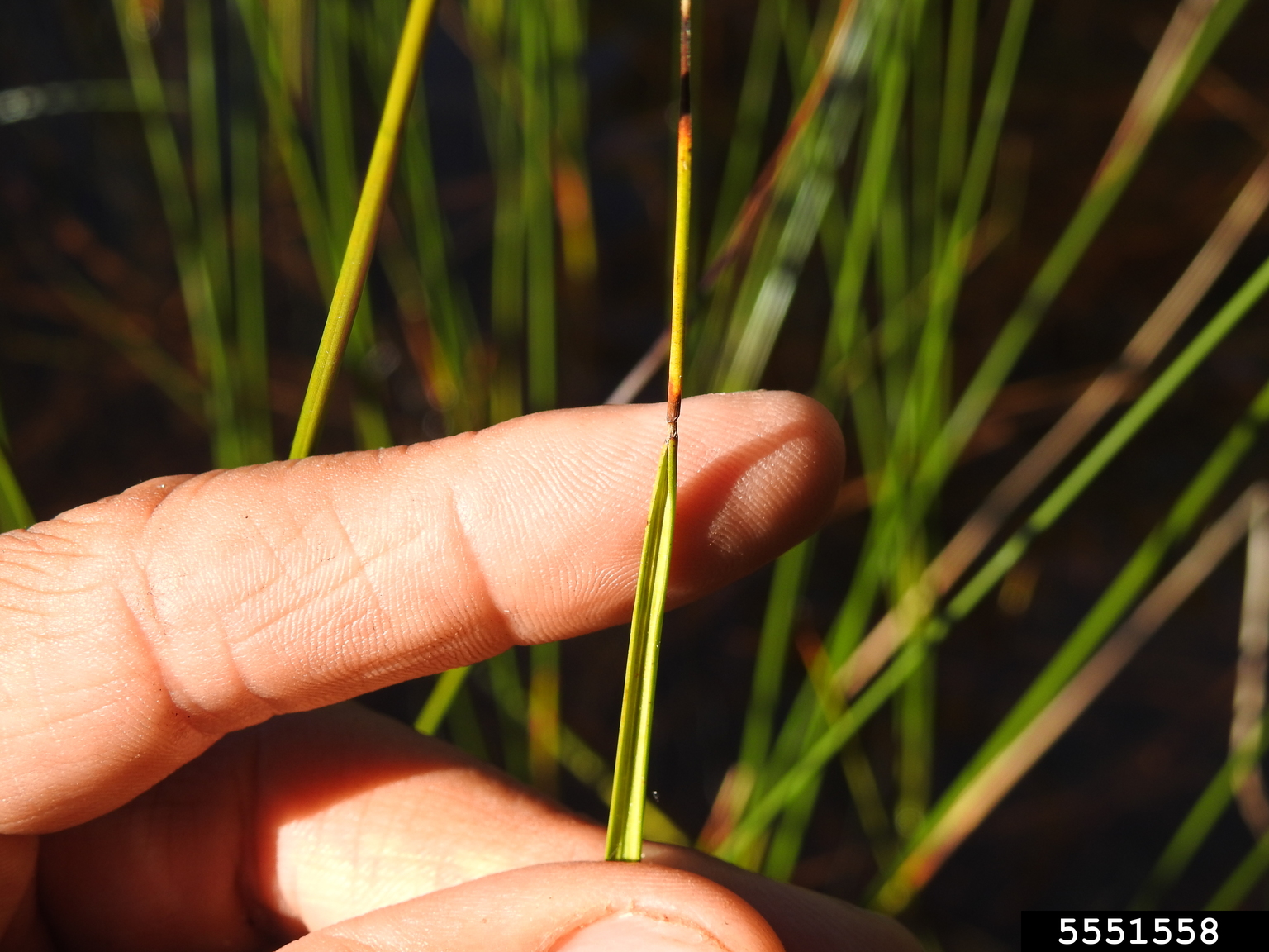 smooth sawgrass (Cladium mariscoides)
