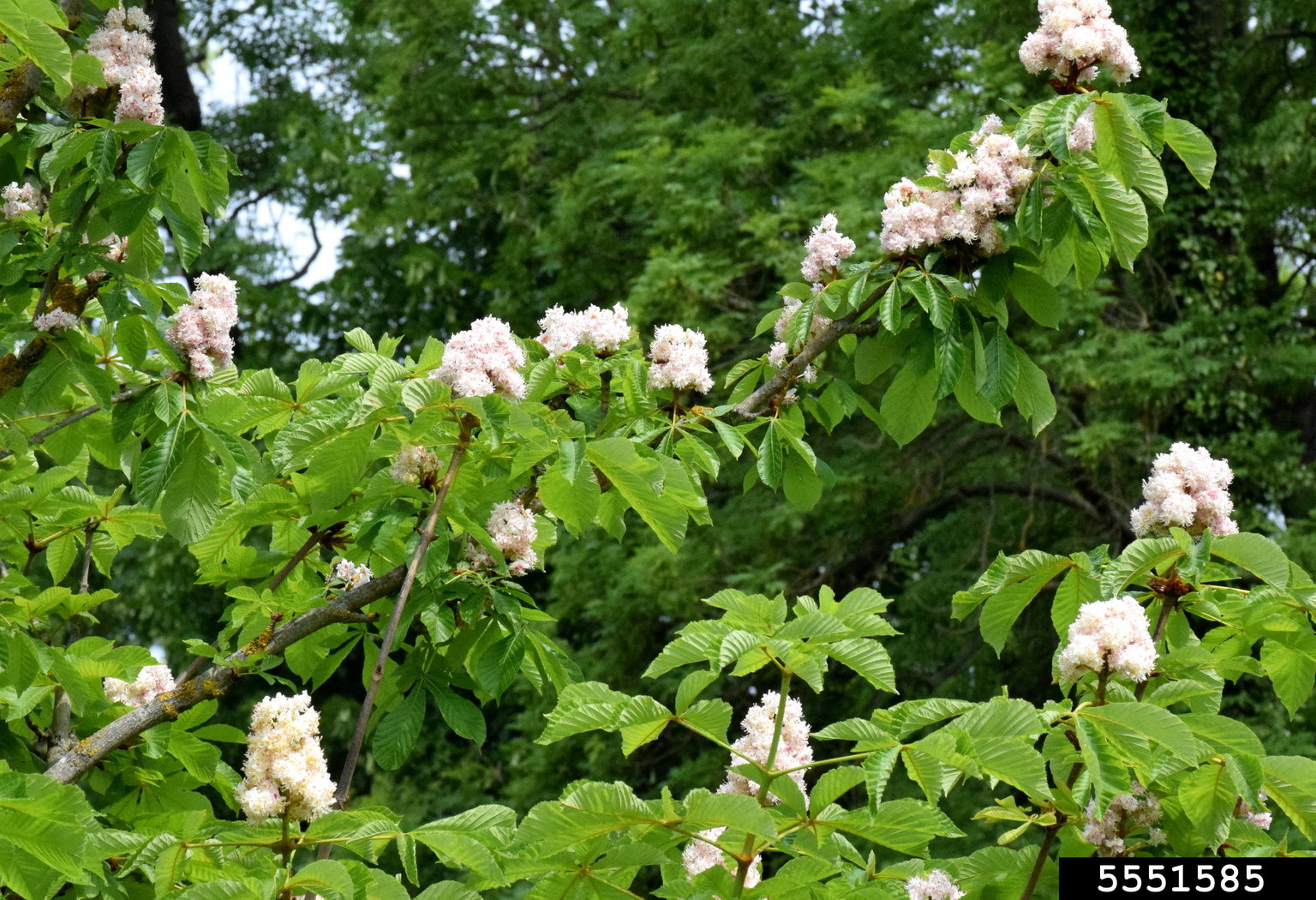 common horse chestnut (Aesculus hippocastanum)