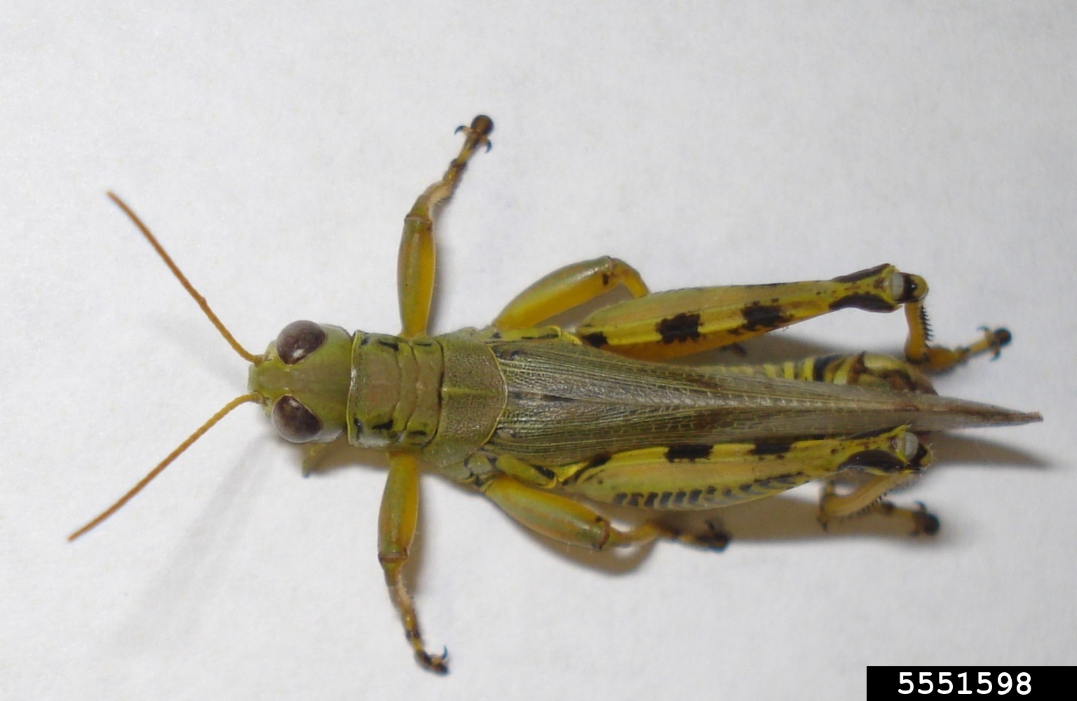 differential (Melanoplus differentialis)