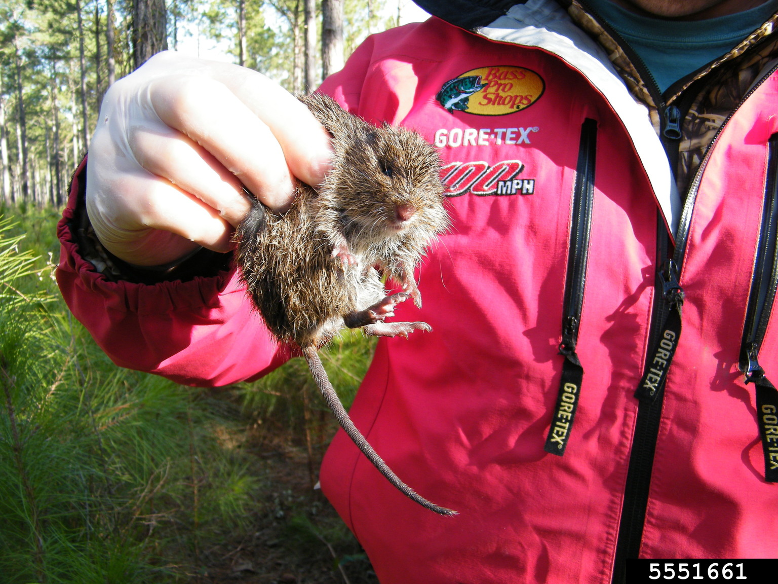cotton rat (Sigmodon hispidus)