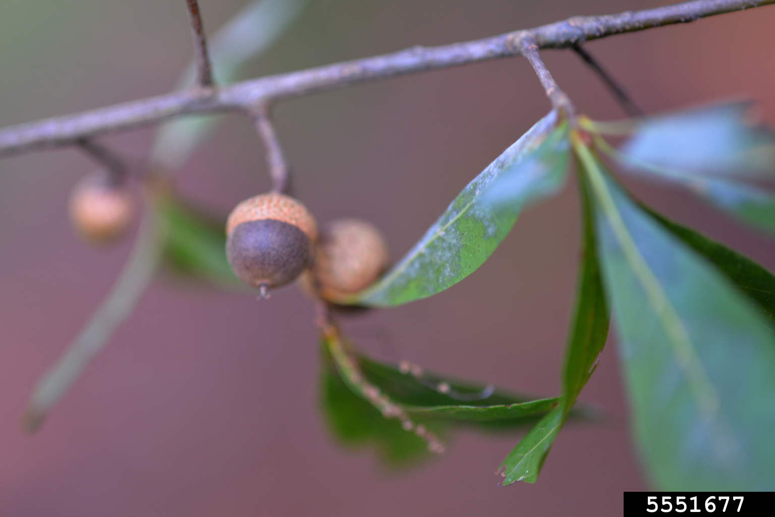 laurel oak (Quercus laurifolia)