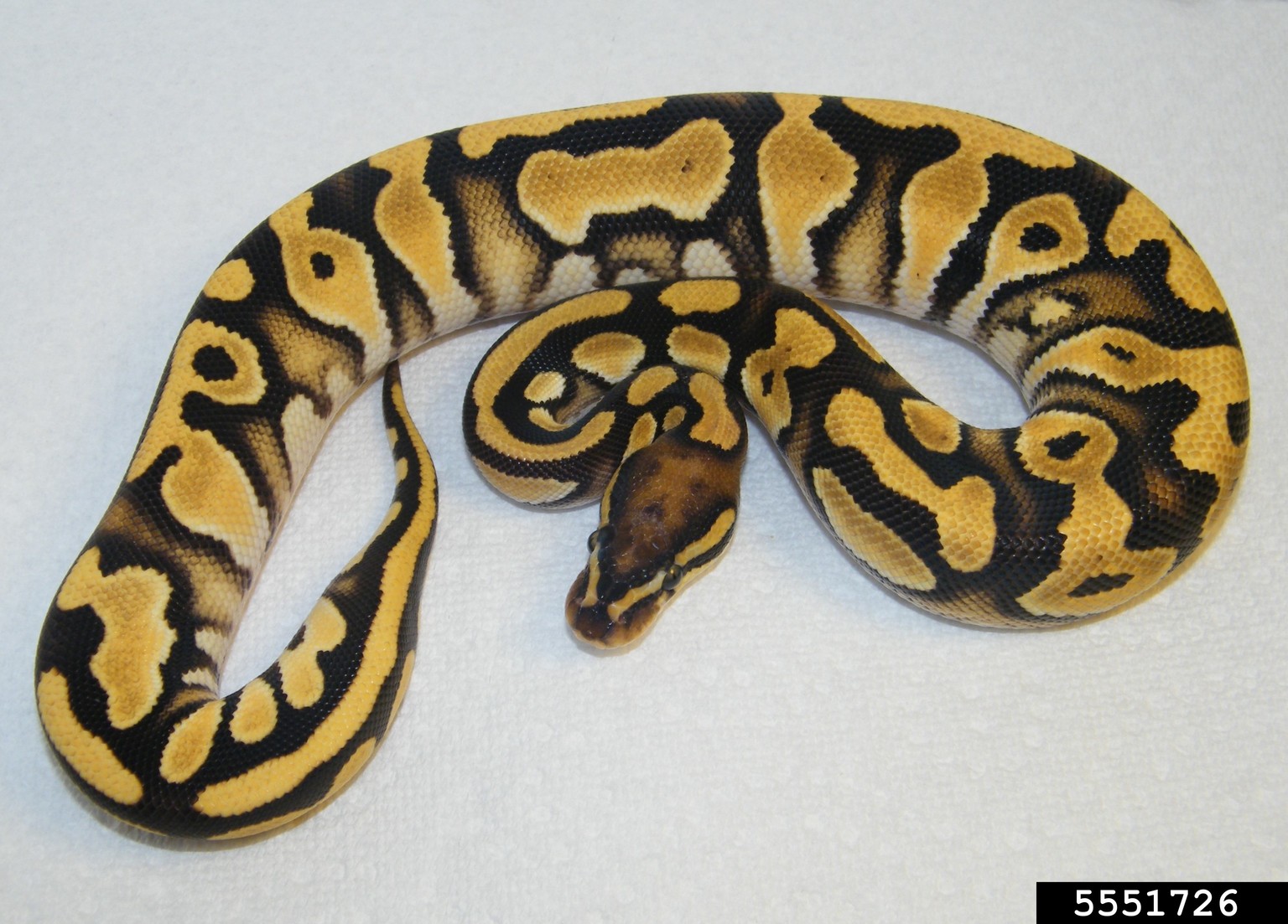 ball python (Python regius)