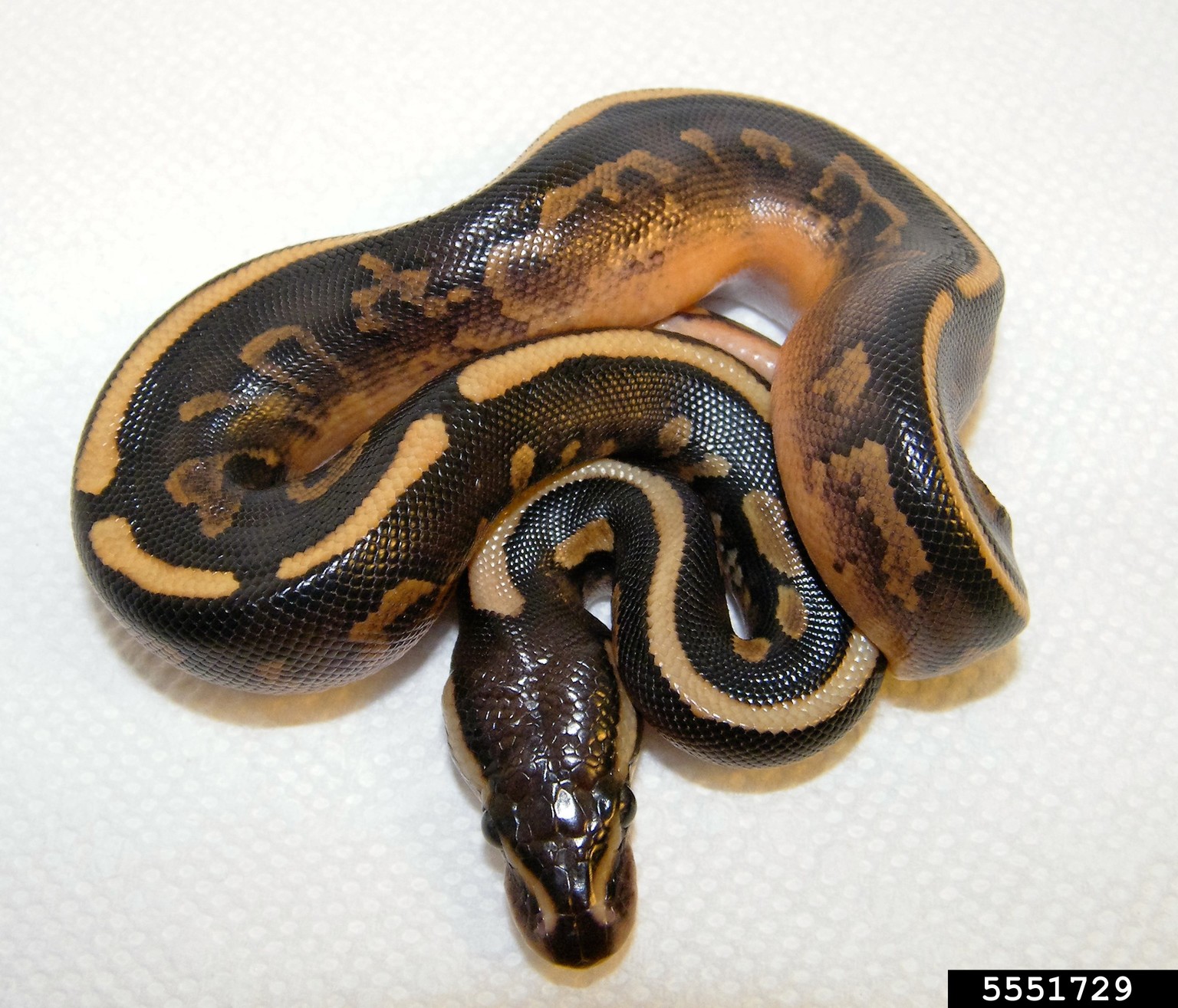 ball python (Python regius)