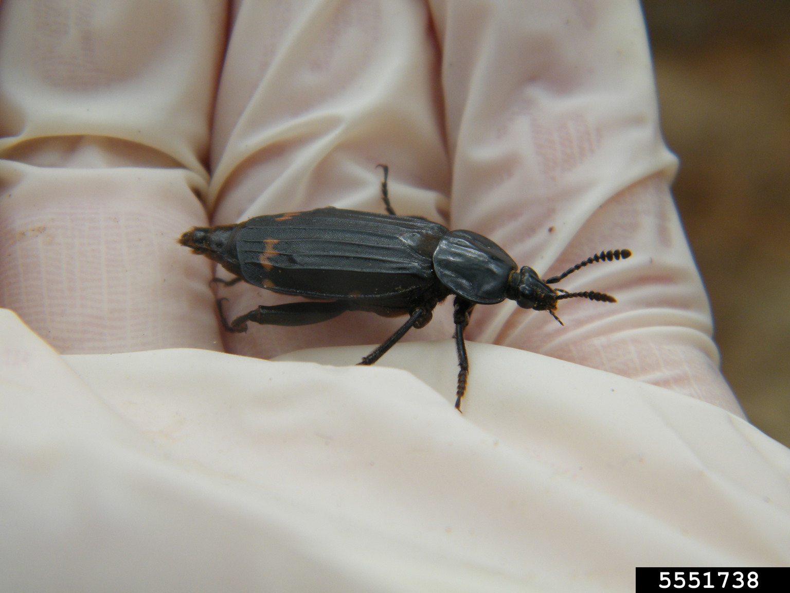 redlined carrion beetle (Necrodes surinamensis)
