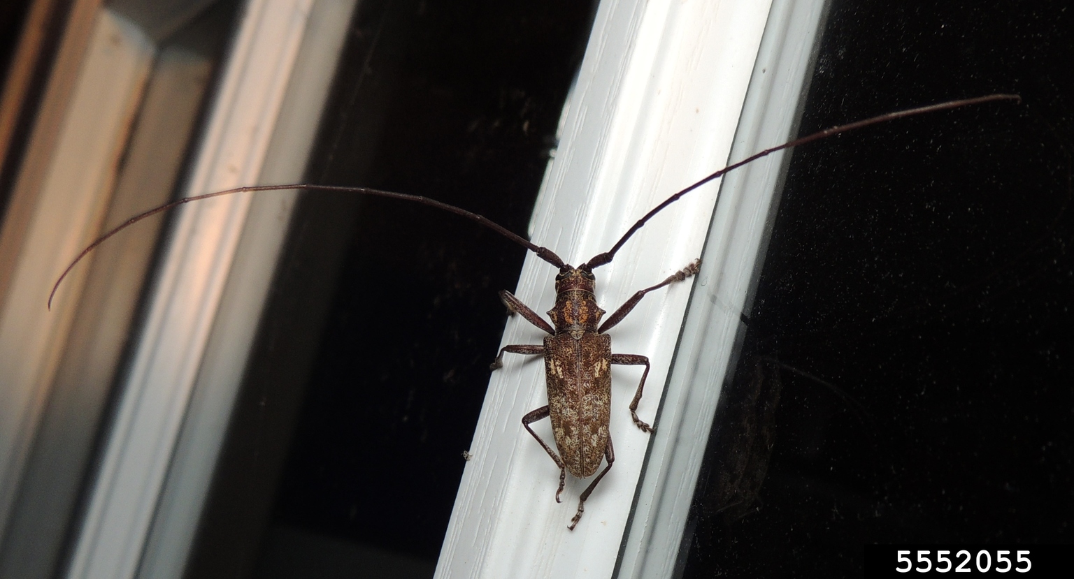 Carolina pine sawyer beetle (Monochamus carolinensis)