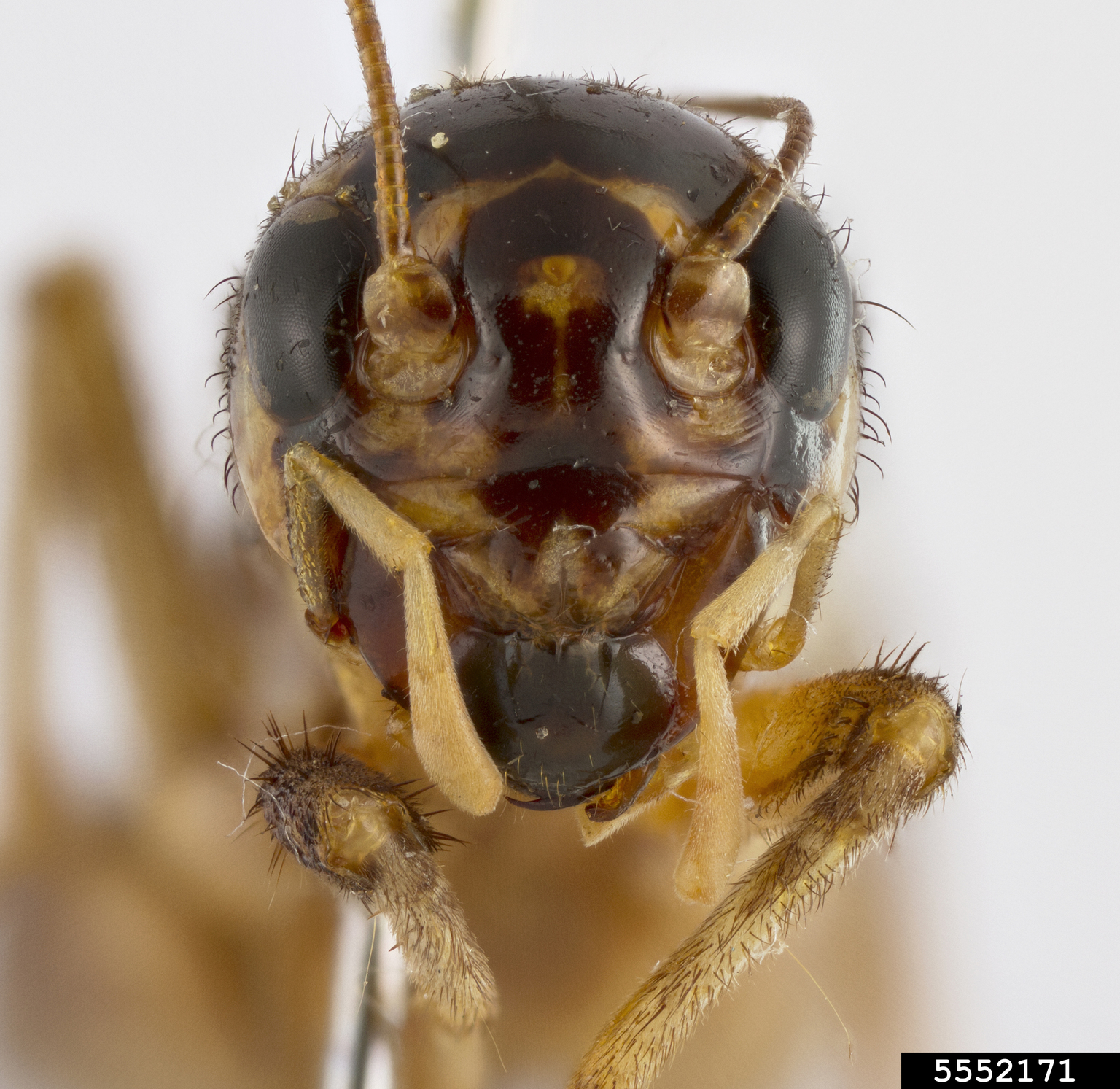 Japanese burrowing cricket (Velarifictorus micado)