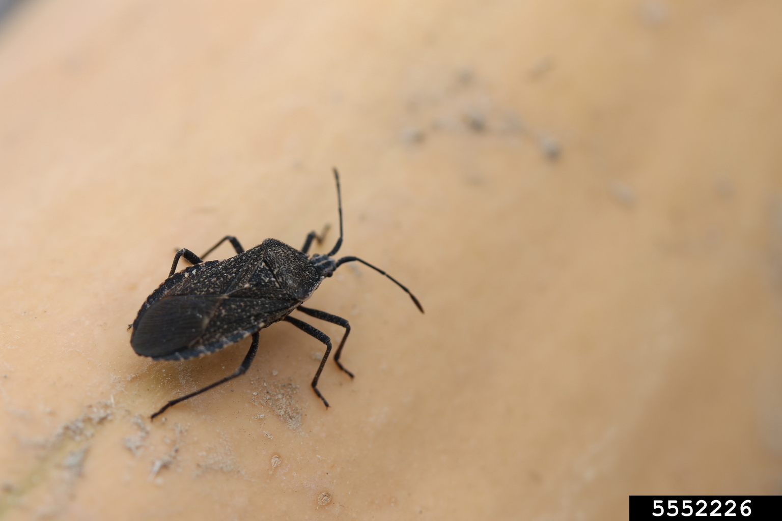 Squashed Insect squash bug (Anasa tristis (De Geer))