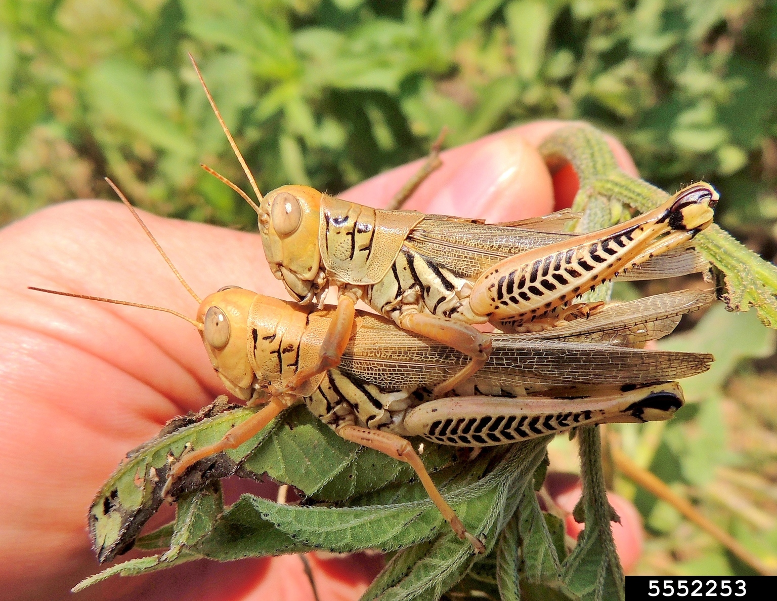 differential (Melanoplus differentialis)